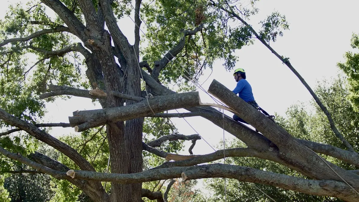 Professional Crown Thinning performed by certified arborists in Casco